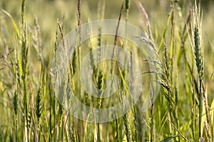 Close up of green wheat on a warm soft spring sun. Wheat plant detail in Agricultural field
