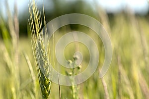 Close up of green wheat on a warm soft spring sun. Wheat plant detail in Agricultural field