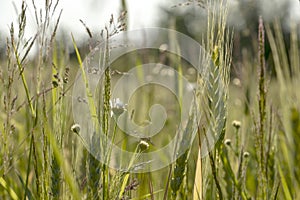 Close up of green wheat on a warm soft spring sun. Wheat plant detail in Agricultural field