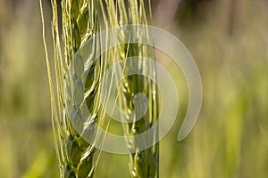 Close up of green wheat on a warm soft spring sun. Wheat plant detail in Agricultural field