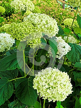 Close-up of Green and White Hydrangeas in Garden