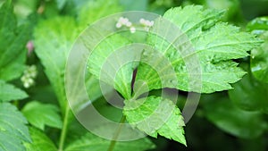 Close up green White Mugwort leaf , Asian herb and vegetable