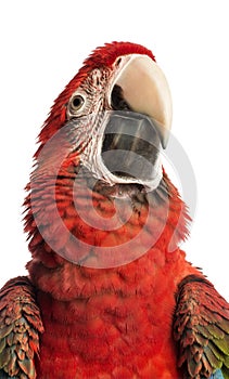 Close-up of a Green-winged Macaw, Ara chloropterus, 1 year old