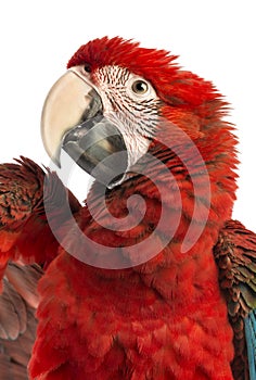 Close-up of a Green-winged Macaw, Ara chloropterus, 1 year old