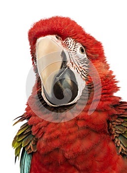 Close-up of a Green-winged Macaw, Ara chloropterus, 1 year old