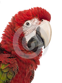 Close-up of a Green-winged Macaw, Ara chloropterus, 1 year old