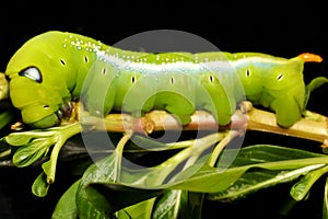 Close up green worm or Daphnis neri worm on the stick tree in nature and enviroment