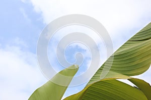 Close up green yellow banana leaves under blue sky sunshine background. Nature pattern.