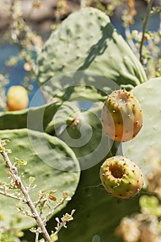 Close up on a green and yellow barbary fig Opuntia ficus indica, a species of cactus.