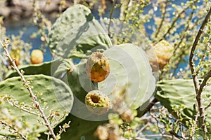 Close up on a green and yellow barbary fig Opuntia ficus indica, a species of cactus growing near Agios Nikolaos, Crete Island