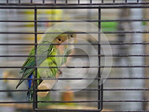 Close-up green, yellow, blue colored lovebirds standing in cage at pets shop