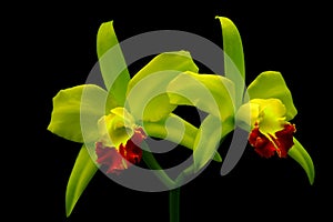 Close up of green and yellow color hybrid cattleya orchids   