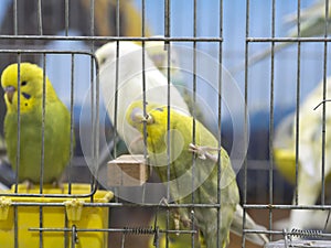 Close-up green-yellow colored lovebirds standing in cage