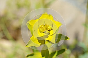 Euphorbia flower in wild nature photo