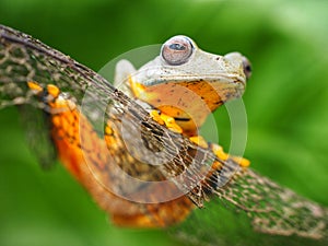 Close up Green tree frog with big eyes sitting on a dried leaf, nice crisp clean green background.