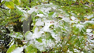 Close-up Green and Yellow Leaves Dusted by First Snow