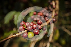 Close up green yellow and red of organic coffee seed on tree branch