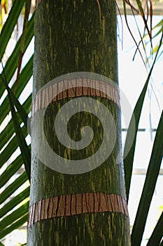 Close up of the green and yellow trunk of a Flame Thrower Palm Tree