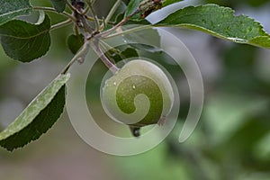 Close-up of green young apples on a branch in a garden plot