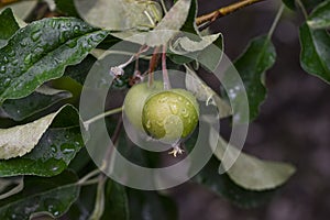 Close-up of green young apples on a branch in a garden plot