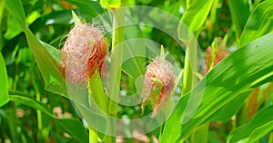 Close-up of green young cobs of corn ripen in field. Agriculture. Farming concept. Harvesting. Agribusiness. Crop.