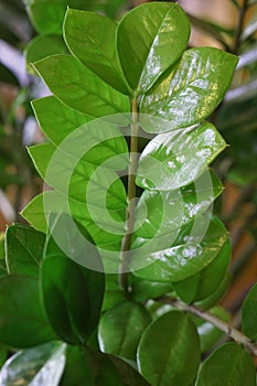 Close up of green zamioculcas  zamia plant  minimalistic style