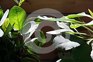 Close up of green zamioculcas  zamia plant  minimalistic style