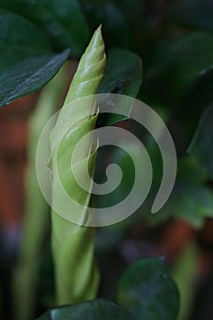 Close up of green zamioculcas  zamia plant  minimalistic style