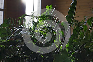 Close up of green zamioculcas  zamia plant  minimalistic style