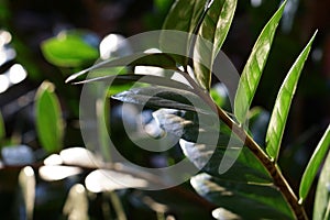 Close up of green zamioculcas  zamia plant  minimalistic style