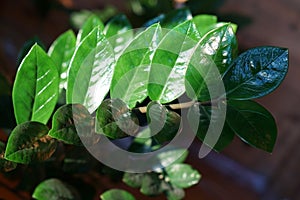 Close up of green zamioculcas  zamia plant  minimalistic style