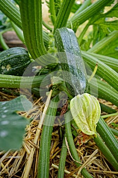 Close-up of a green zucchini growing in a lush garden bed