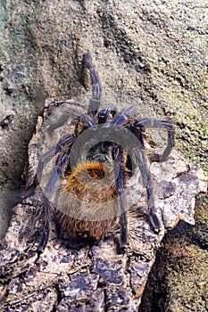 Greenbottle blue tarantula chromatopelma cyaneopubescens