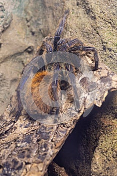 Greenbottle blue tarantula chromatopelma cyaneopubescens