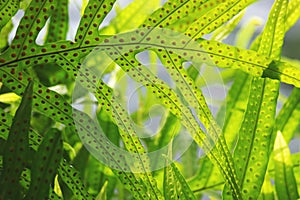 Close up of greenery fern leaves with spores selective focus