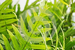 Close up of greenery fern leaves with spores selective focus