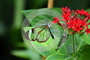Greta oto, window butterflies on red flower photo