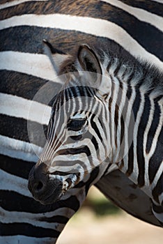 Close-up of Grevy zebra baby by mother