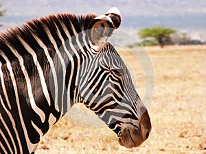 Grevy Zebra