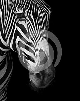 Close-up of Grevy zebra face in mono