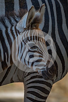Close-up of Grevy zebra foal beside mother