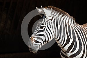 Close-up of Grevy zebra with head turned