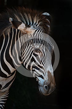 Close-up of Grevy zebra with lowered head