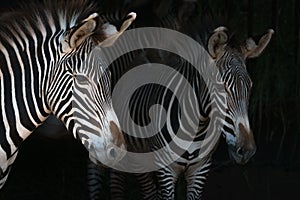 Close-up of Grevy zebra mother by foal