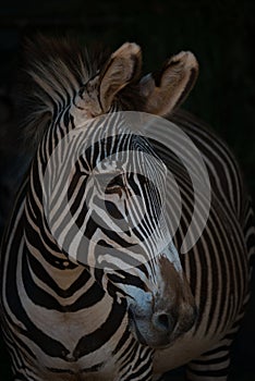 Close-up of Grevy zebra with turned head