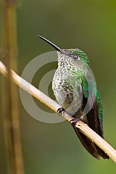 Close-up of the Grey-breasted Sabrewing photo