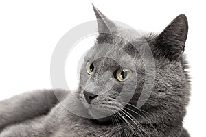 Close-up of a grey cat