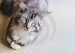 Close up of grey cat