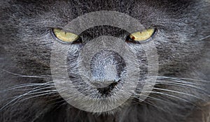 Close up of grey cat face
