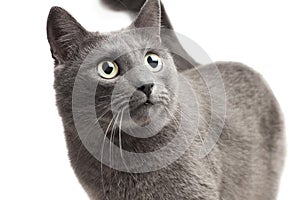 Close-up of a grey cat over white